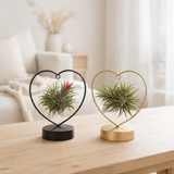 Tillandsia Love Edition Black / Gold Mix - 2 pièces - Ø10,5 cm - ↕21cm en situation