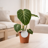 Philodendron Gloriosum Dark Form - Ø12cm - ↕25cm en situation