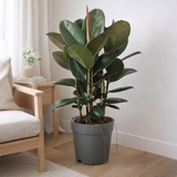 Ficus Robusta - Ø27cm - ↕90cm en situation