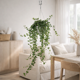 Suspension Hedera Wonder Green - Lierre - Ø17cm - ↕70cm en situation