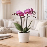 Orchidées Kolibri | Orchidée rose foncé Vienne 9cm dans COMO Pot incl. Réservoir d'eau en situation