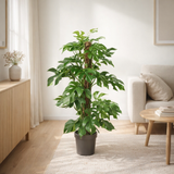 Monstera Minima - Ø19cm - ↕80cm en situation