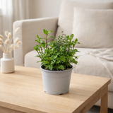 4x Garden Herbes Mélange - 18 cm - Ø14 en situation
