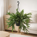 Platycerium Bifurcatum - Ø21cm - ↕50cm en situation