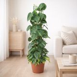 Philodendron Scandens Brésil - Ø24cm - ↕120cm en situation