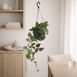 Scindapsus Pictus - Epipremnum - Ø15cm - ↕25cm en situation