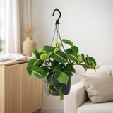 Philodendron Scandens Brésil - Ø15cm - ↕35cm en situation