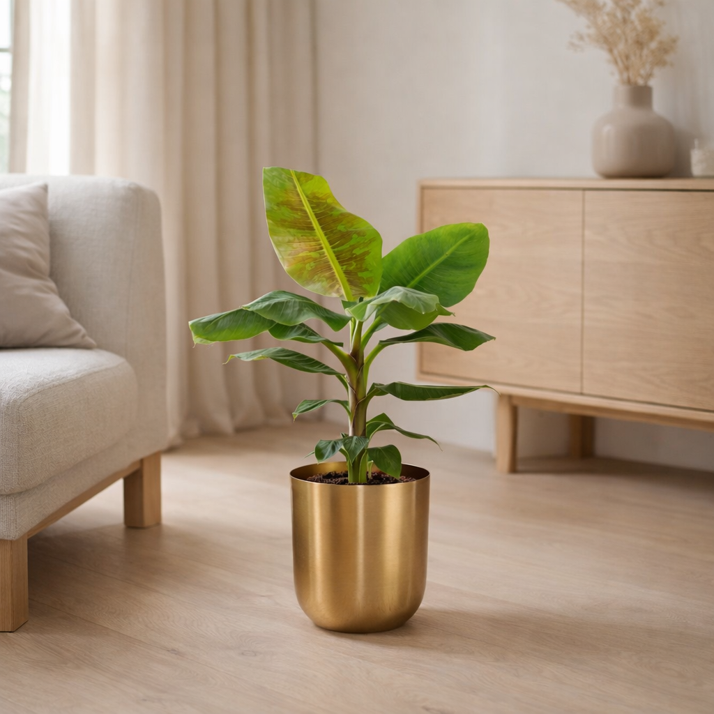 Muse Nain Cavendish - ↨90cm - Ø21cm + Pot Mike Gold en situation