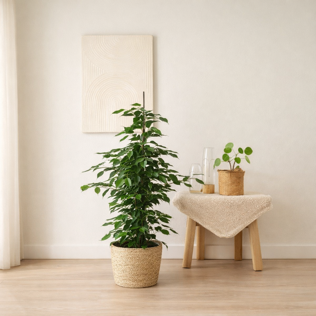 Ficus Benjamina Danielle - ↨95cm - Ø21cm + mand Selin en situation