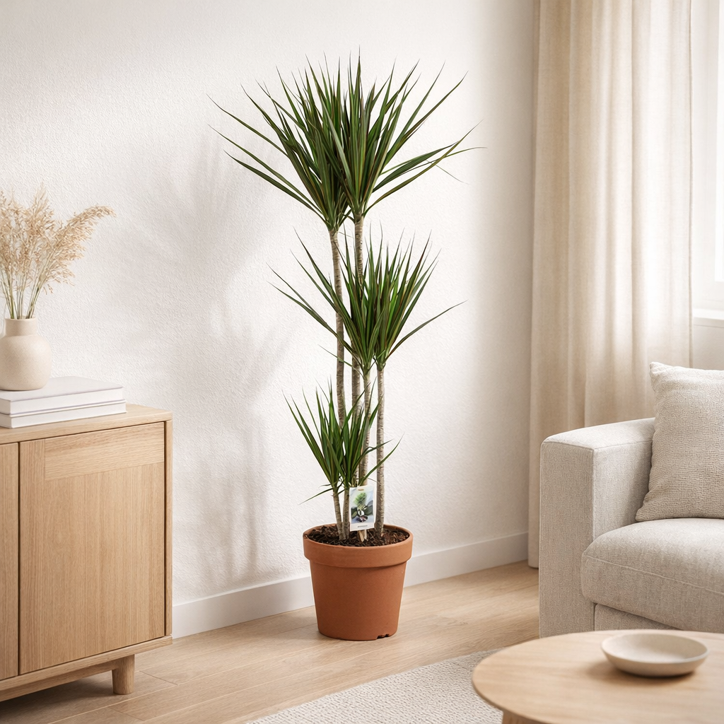 Dracaena Marginata - Ø21 ↕120 en situation
