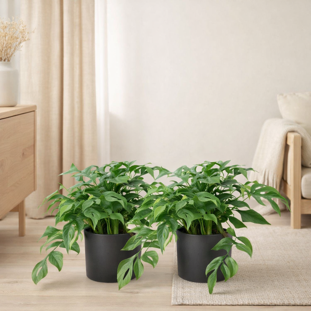 2x Monstera Minima - Gatenplant - 25cm - Ø15 en situation