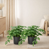 2x Monstera Minima - Gatenplant - 25cm - Ø15 en situation