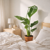 Strelitzia Nicolai - Ø17cm - ↕60cm en situation