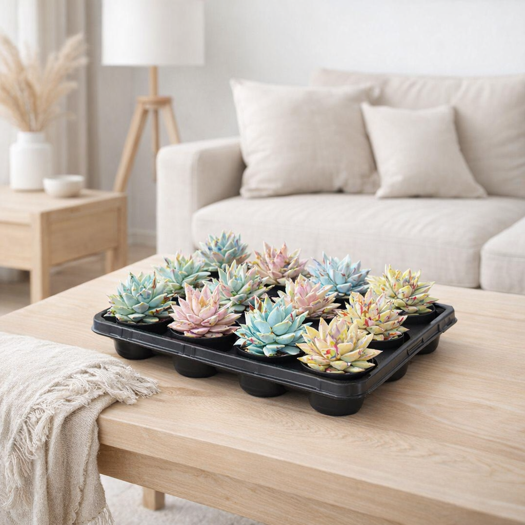 Echeveria Colored Splash Pastel Mix - 16 pièces - Ø6cm - ↕8cm en situation