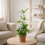 Dracaena surculosa en pot 17 cm vert en situation