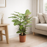 Calathea Makoyana - Ø21cm - ↕55cm en situation