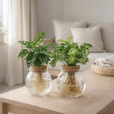 Duo Monstera Adansonii / Syngonium en verre boule - 2 pièces - Ø12 cm en situation