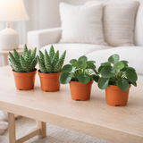 2x Aloe Paradisicum + 2x Pilea Peperomoides - 4 pièces - Ø10,5cm - ↕10cm en situation