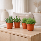 Lot de 4 plantes vertes et orange en situation