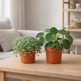 Pilea Duo 1.0 - 2 pièces - Ø10,5cm - ↕15cm en situation