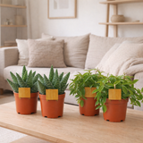 Lot de 4 plantes vertes et orange en situation
