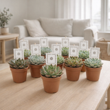 Echeveria Rosetta Mix - 10 pièces - Ø8,5cm - ↕14cm en situation