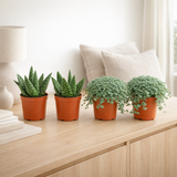 Lot de 4 plantes vertes et orange en situation