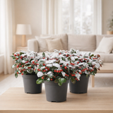 Gaultheria Pr. 'Big Berry' + Neige - 3 pièces - Ø10cm - ↕15cm en situation
