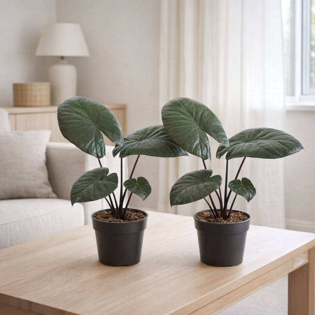 Lot de 2 alocasia chocolat vert en pot Ø12 cm en situation