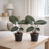 Lot de 2 alocasia chocolat vert en pot Ø12 cm en situation