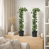 Hedera Helix - 2 pièces - Ø15cm - ↕65cm en situation