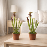 Sarracenia Judith Hindle - 2 stuks - Ø12cm - ↕30cm en situation