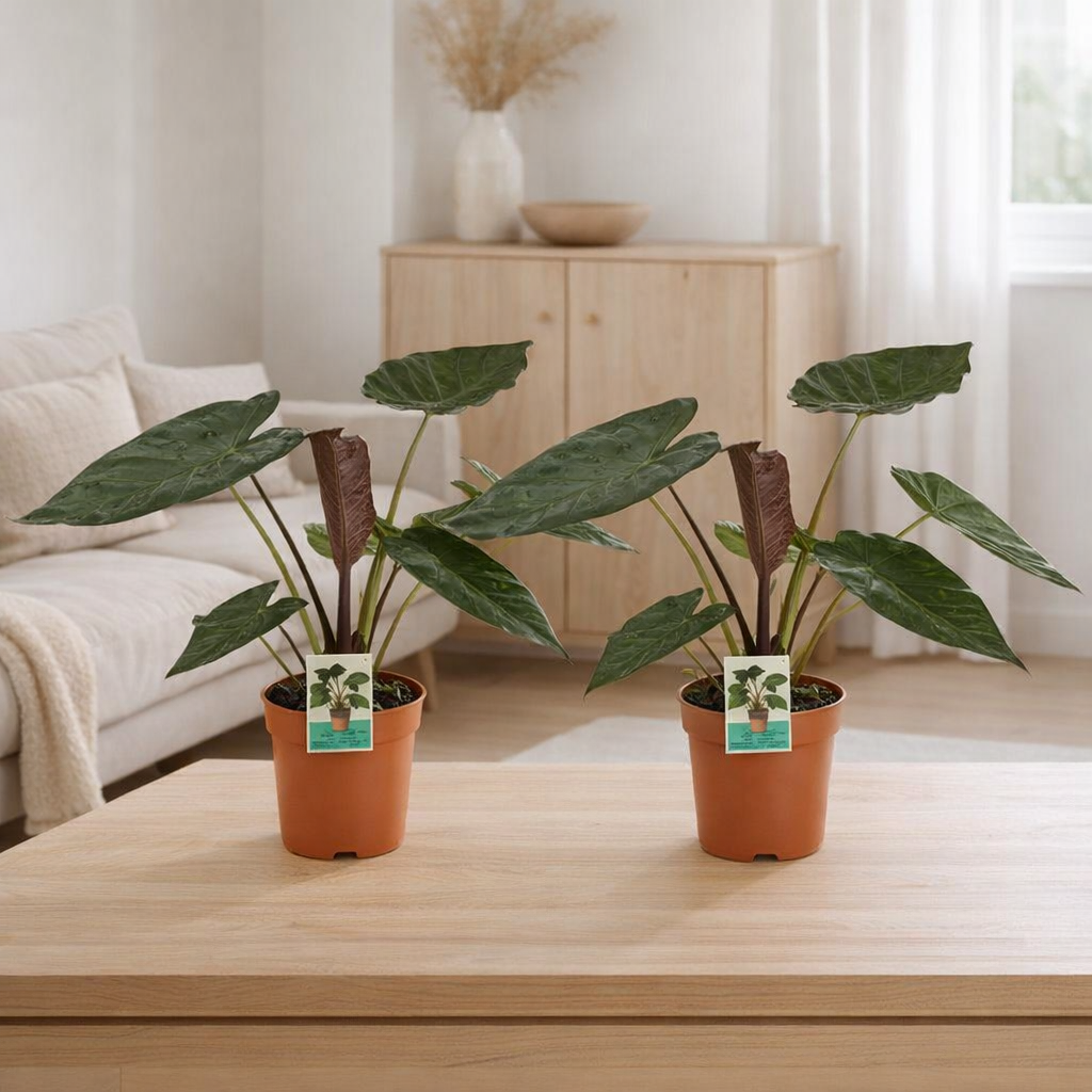 ALOCASIA WENII - 2 pièces - Ø19cm - ↕85cm en situation