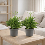 Dracaena Surculosa - 2 stuks - Ø14cm - ↕40cm en situation