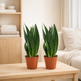 Sansevieria Dark Diamond - 2 pièces - Ø14cm - ↕40cm en situation