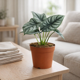 Alocasia dragon argenté en pot Ø12 cm en situation