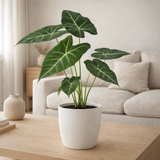ALOCASIA FRYDEK - ø12cm - ↕35cm + pot Bruxelles D13,5x12,5cm - Esprit en situation