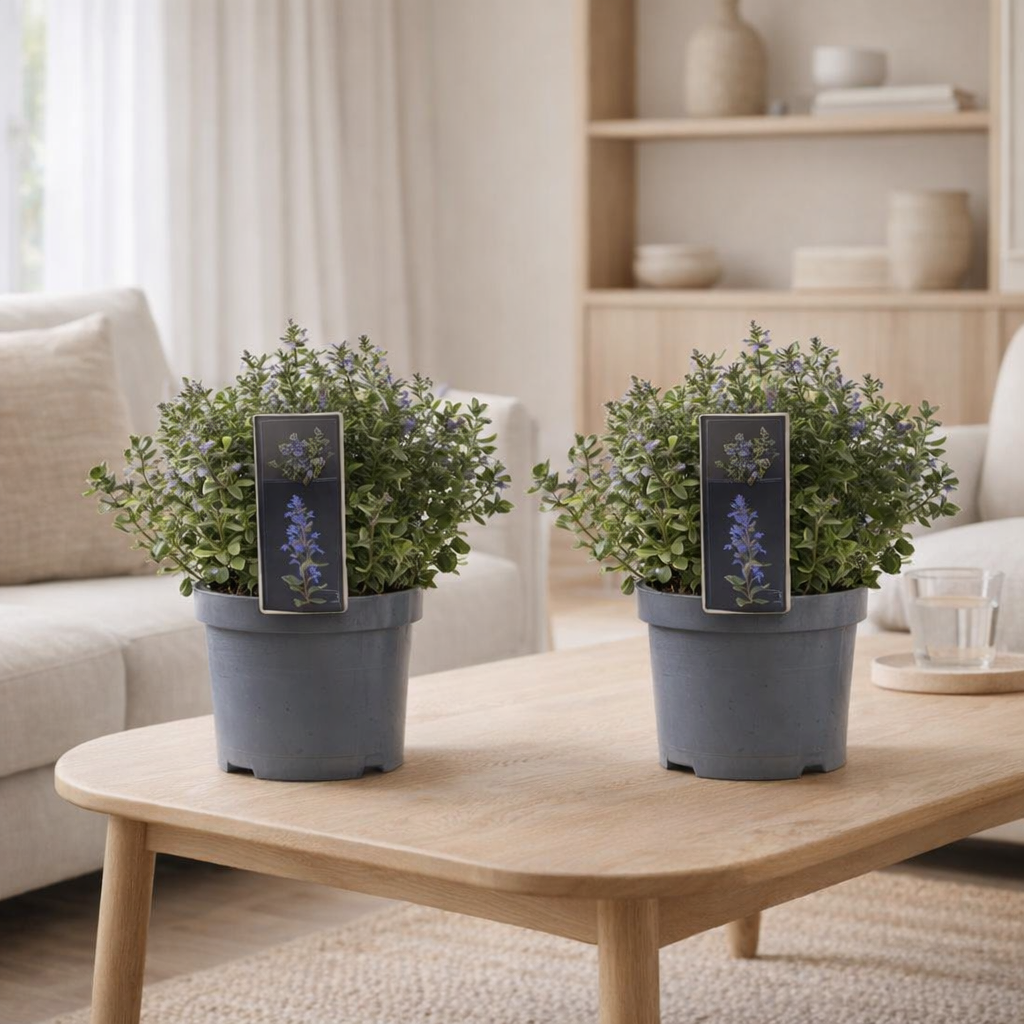 Lot de 2 nepeta bleu persan en pot Ø19 cm en situation