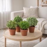 Crassula Mix - 4 pièces - Ø15cm - ↕20cm en situation