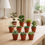 Mélange succulent - 10 pièces - 7 cm - Ø5.5 en situation