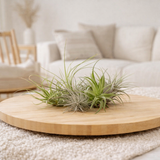 Tillandsia Air mix - 20 pièces - ø6cm - ↕6cm en situation