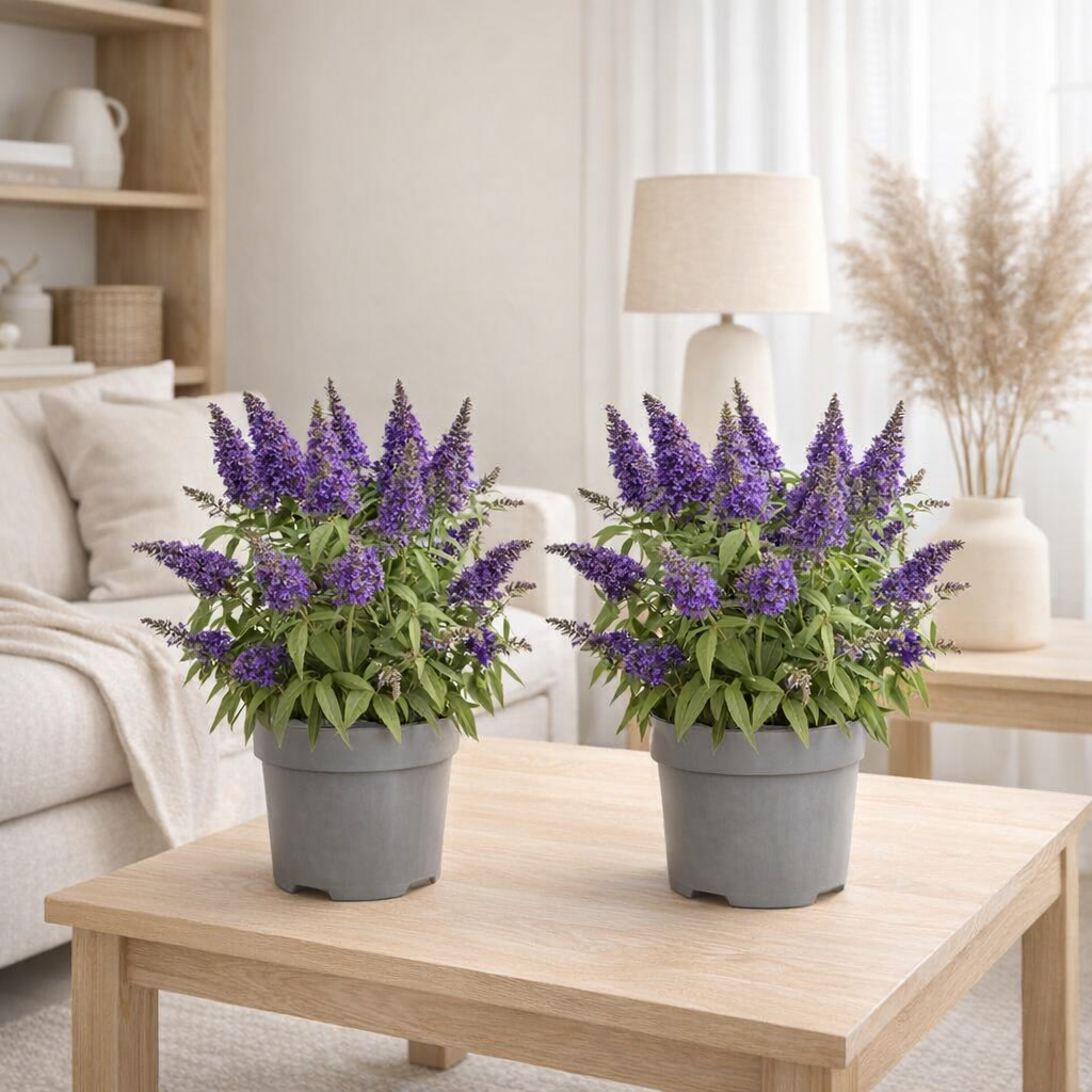 Lot de 2 plantes Buddleja candy mauve en situation