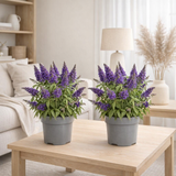 Lot de 2 plantes Buddleja candy mauve en situation