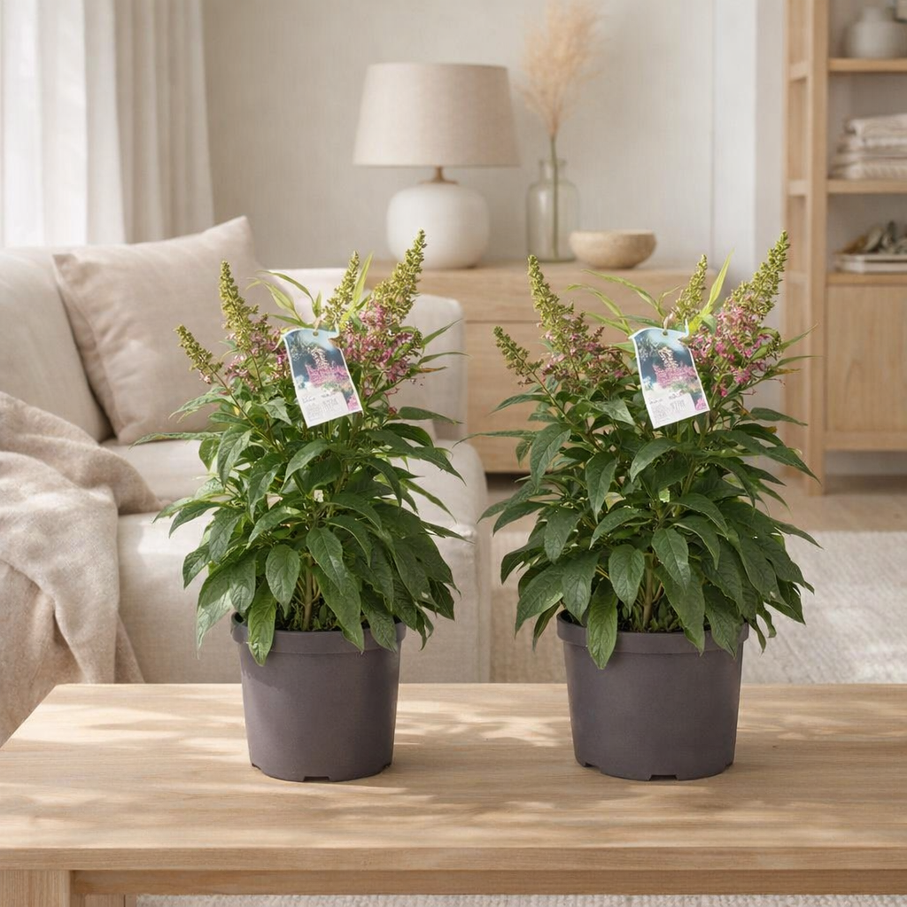 Lot de 2 plantes Buddleja candy rose tendre en situation