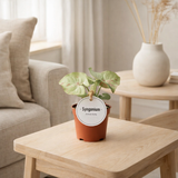 Confettis syngonium - Ø6cm - ↕15cm en situation