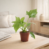 Philodendron Warszewiczii - Ø12cm - ↕30cm en situation