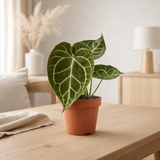 Anthurium cristallinum - Ø12cm - ↕20cm en situation