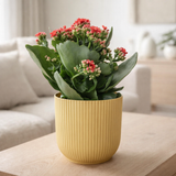 Kalanchoe Rosalina Don Justino Rood + Elho Vibes pliant 14 cm Geel en situation