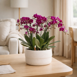 Orchidées de Colibl | Des orchidées violettes se déroulent dans le plat de commo incl. Réservoir d'eau | Trois orchidées violettes Morelia 9cm | Mono Buquet Purple avec réservoir d'eau autonome en situation