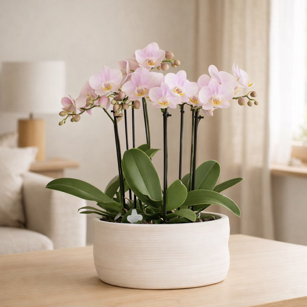 Orchidées Kolibri | Orchidées roses set dans le plat de commo incl. Réservoir d'eau | Trois orchidées roses Portugal 9cm | Mono bouquet rose avec réservoir d'eau époustouflé en situation